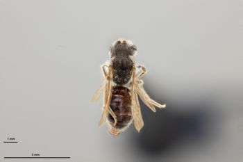 Media type: image;   Entomology 770898 Aspect: habitus dorsal view